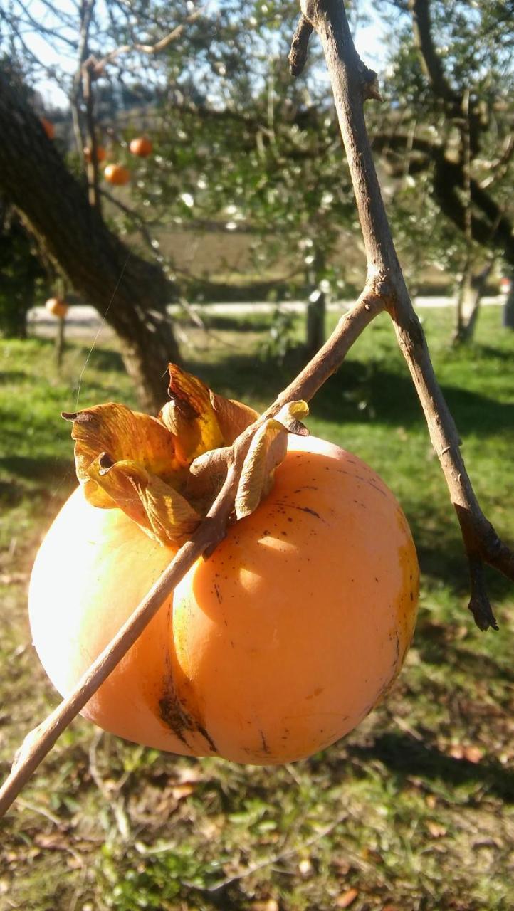 Agriturismo Il Bacucco Montecarotto Buitenkant foto